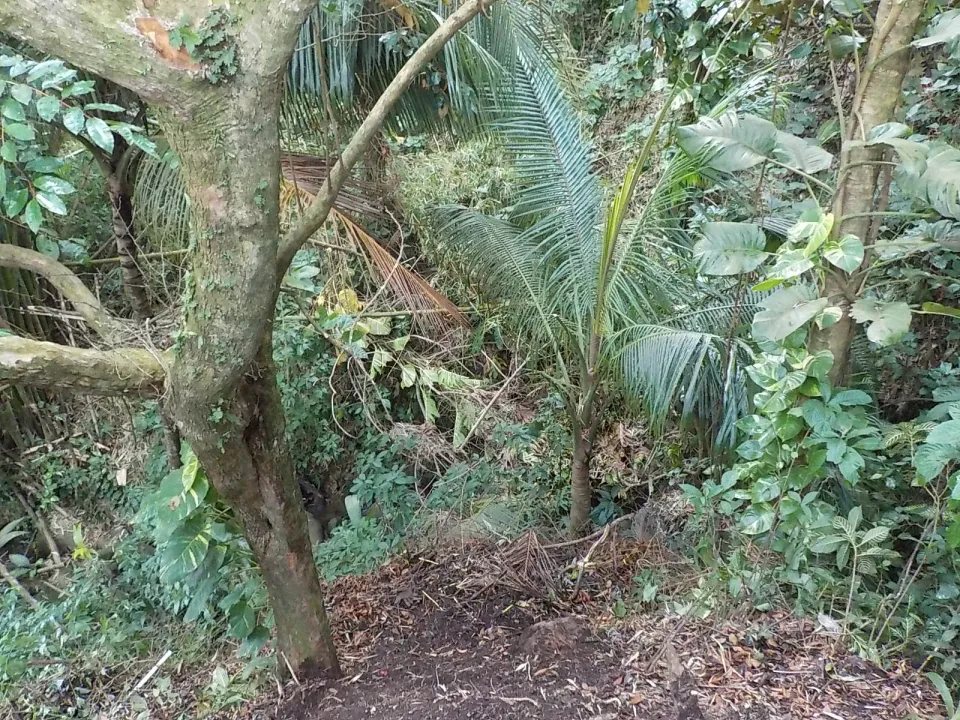 La Martinique de mal en pis