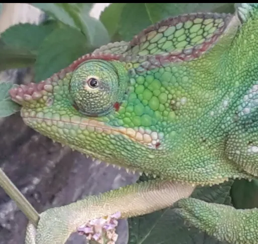 Les yeux dans les yeux avec un endormi à l'île de La Réunion