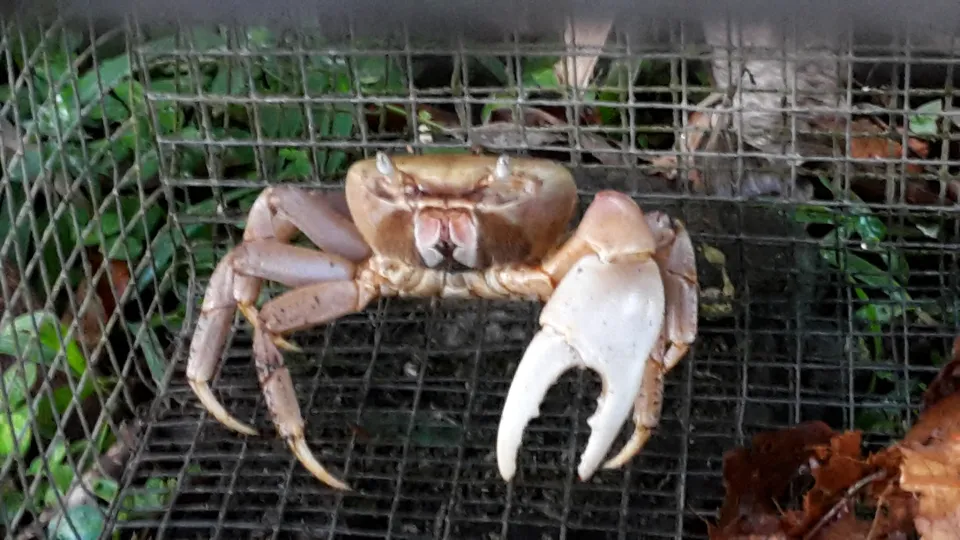 Collectivité Territoriale de Martinique : et si le Law était encore dans la bergerie ?