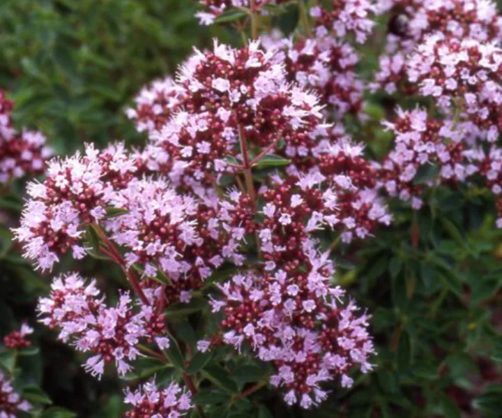 Origanum majorana un aphrodisiaque plus efficace que le viagra ?