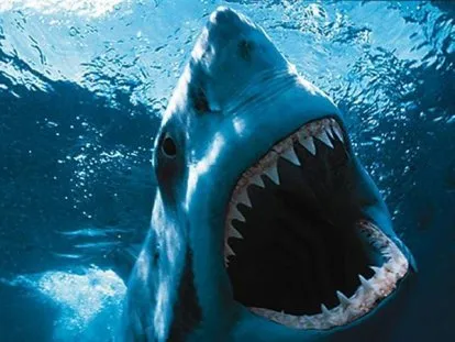 Faut-il déclarer la guerre aux requins à l'île de La Reunion ?