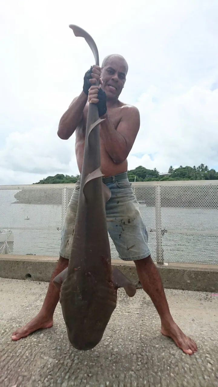 Capture d'un bébé requin à l'île de La Réunion...Et si la solution venait de la Guyane ?