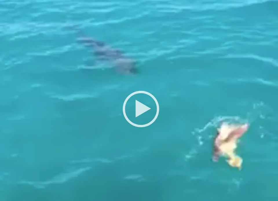 Le requin attaque une tortue (vidéo)