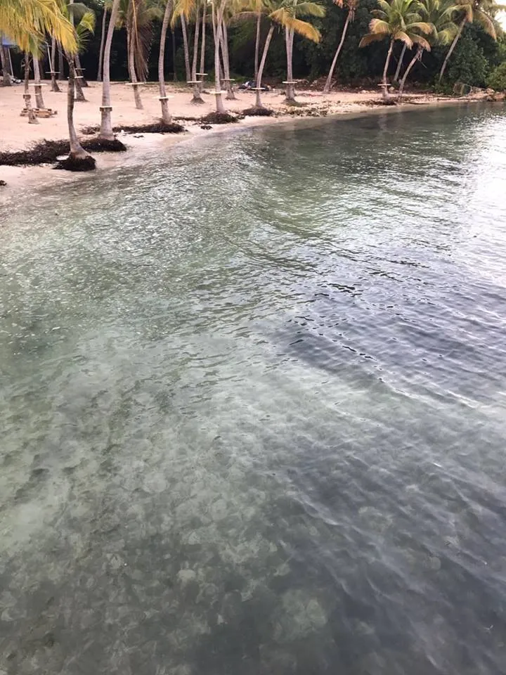 Guadeloupe : l'Anse Champagne ça va beaucoup mieux