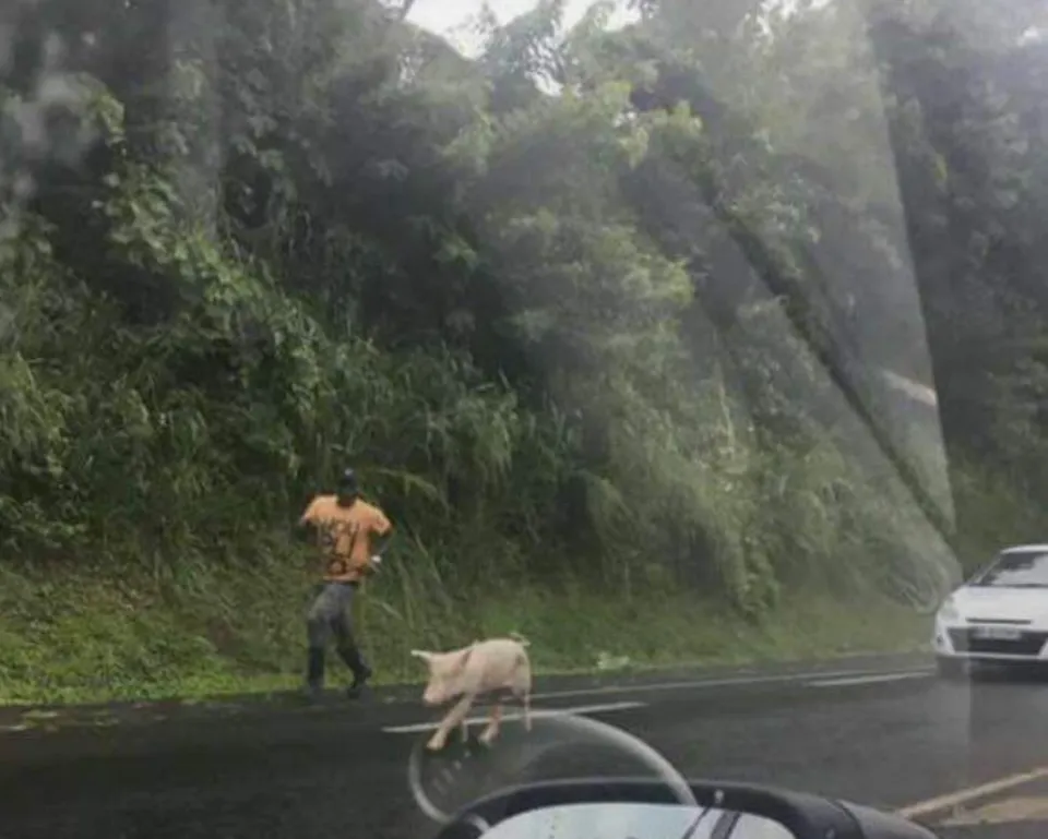 Balance ton porc...la Martinique change de braquet