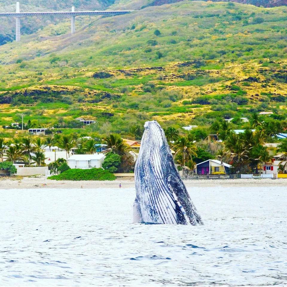 Images du jour 31/10/17 - Baleines - île de La Réunion