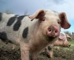 Sois Lucide et balance enfin ton porc en Martinique !