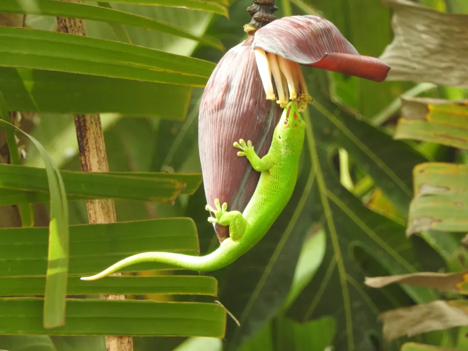 BERGUITTA, LE GECKO ET LE BABA FIGUE