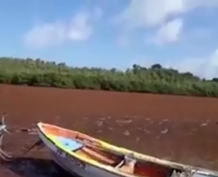 Algues sargasses en Martinique : à quoi a servi le rapport de Chantal Maignan ?