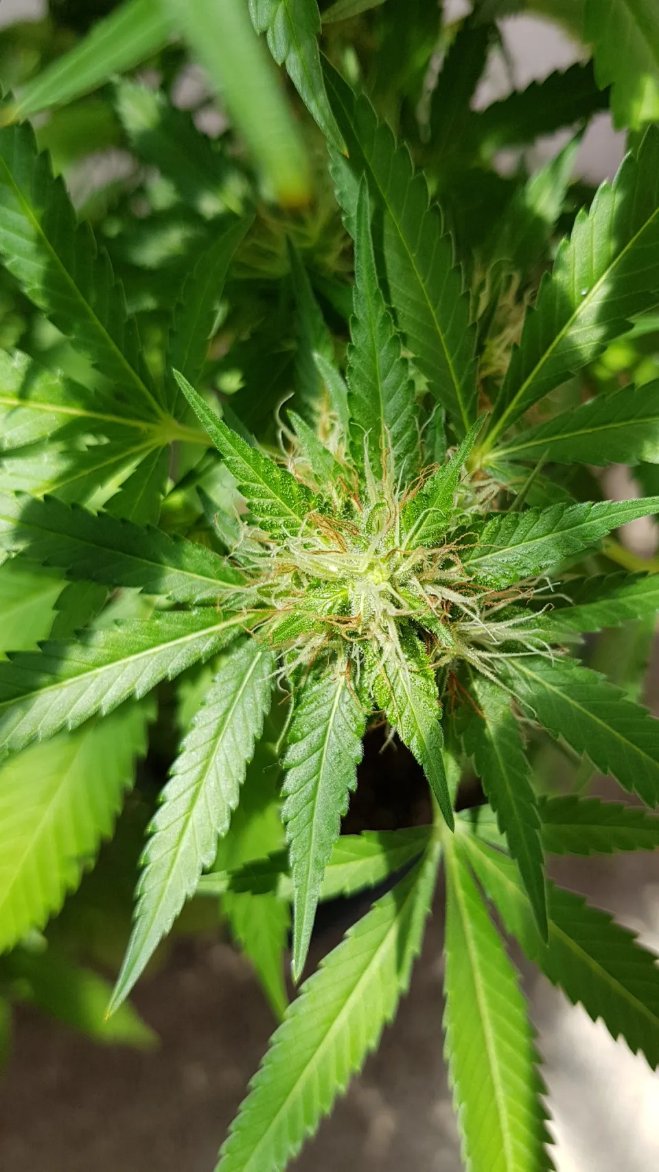 Île de La Réunion : il vend du zamal (marijuana ) comme on vend des letchis