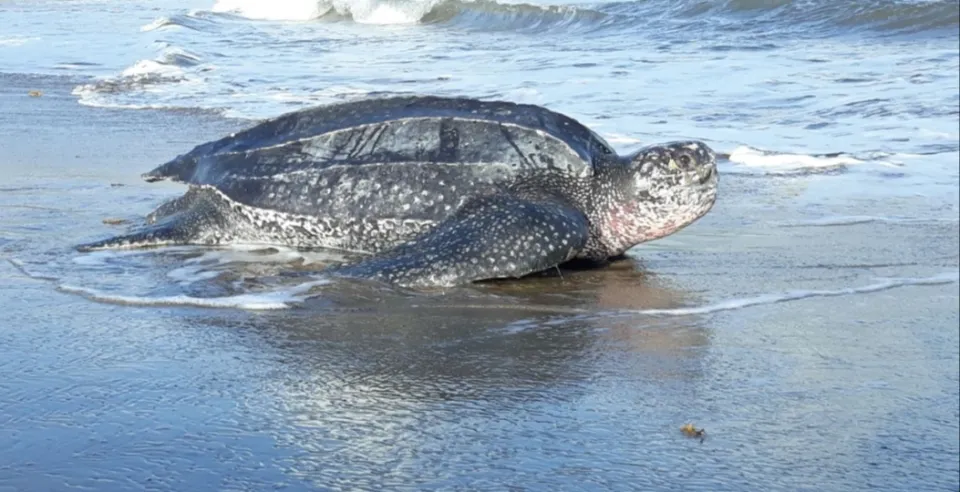 Des tortues luth viennent pondre sur la plage du tombolo à Sainte-Marie en Martinique
