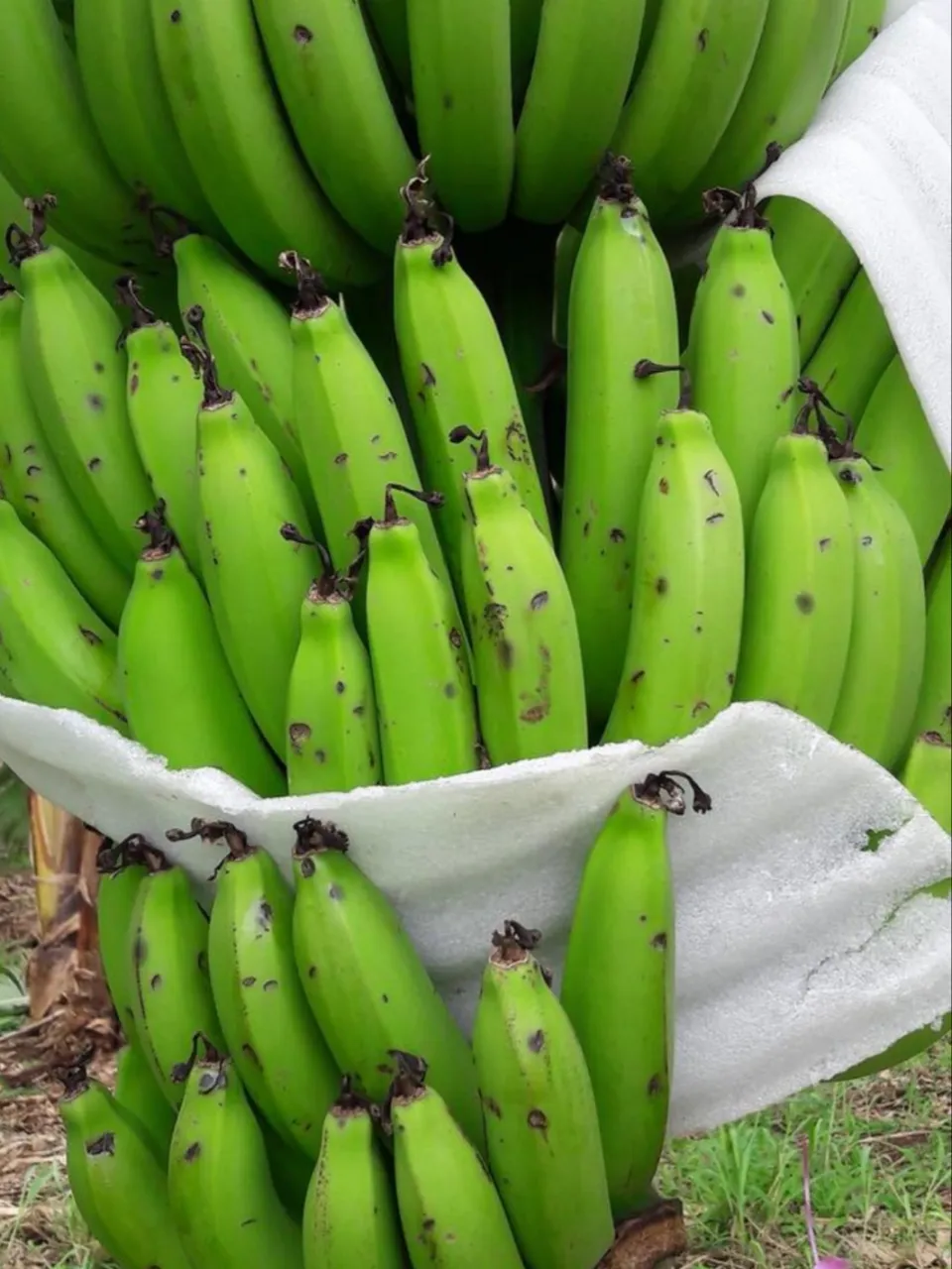 Intempéries en Martinique : les bananes ont souffert