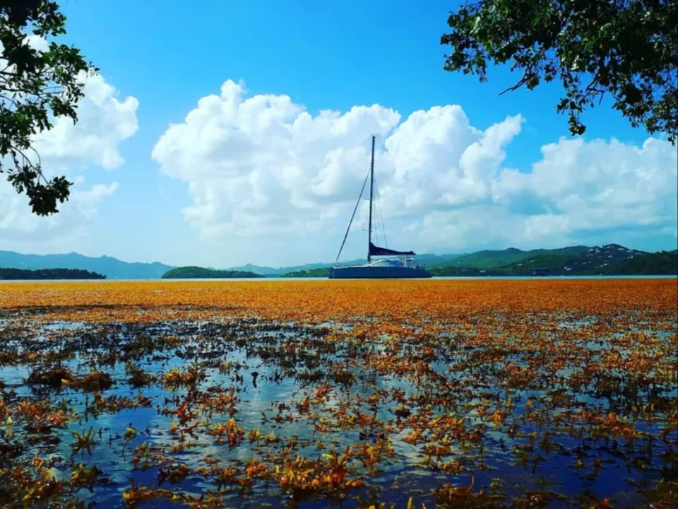 L'image du jour 28/04/18 - Martinique - Sargasses