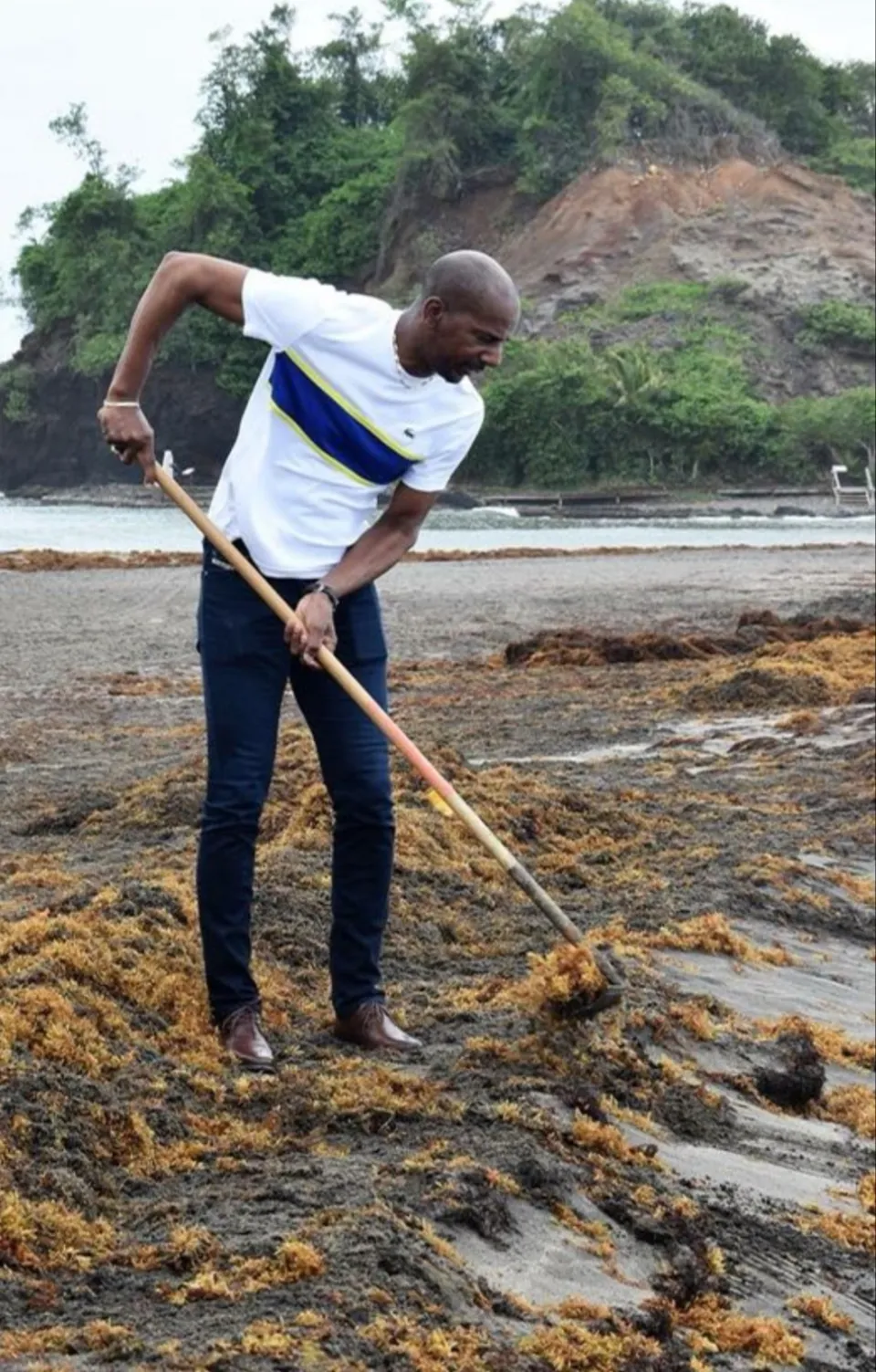 En Martinique les algues sargasses agacent Bruno Nestor Azerot