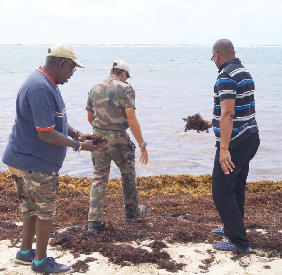 Sargasses à Sainte-Anne en Martinique : Jean-Michel Gémieux prend les choses en main