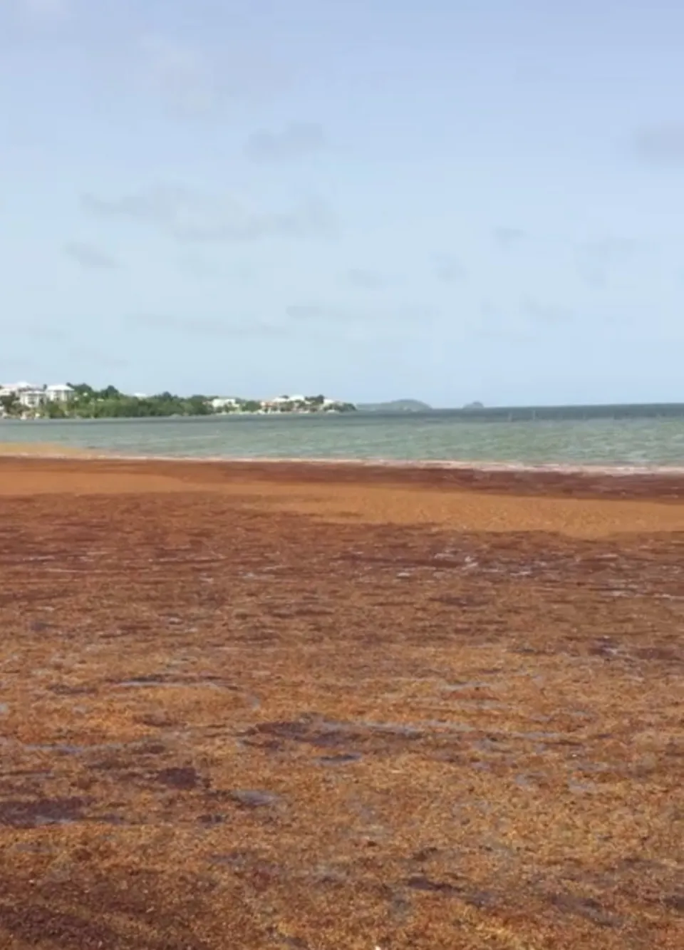Les algues  sargasses envahissent la baie du Robert en Martinique