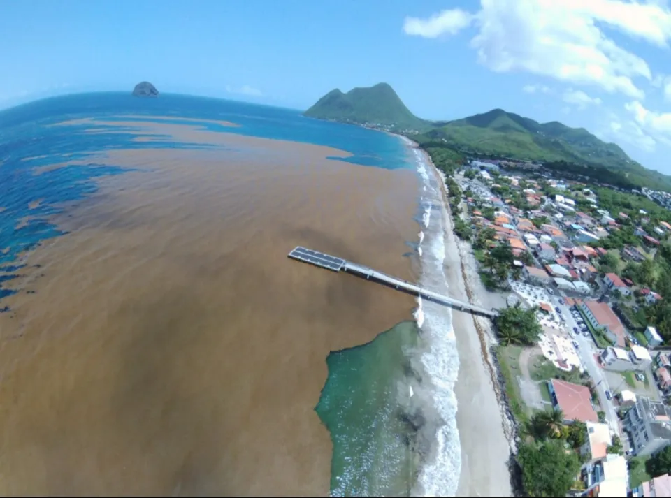 Images du jour 16/06/18 - Martinique - Diamant - Algues sargasses - Nicolas Hulot