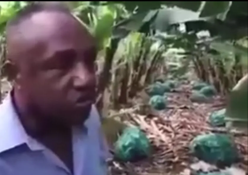 25 000 régimes de bananes vandalisés sur une plantation en Guadeloupe