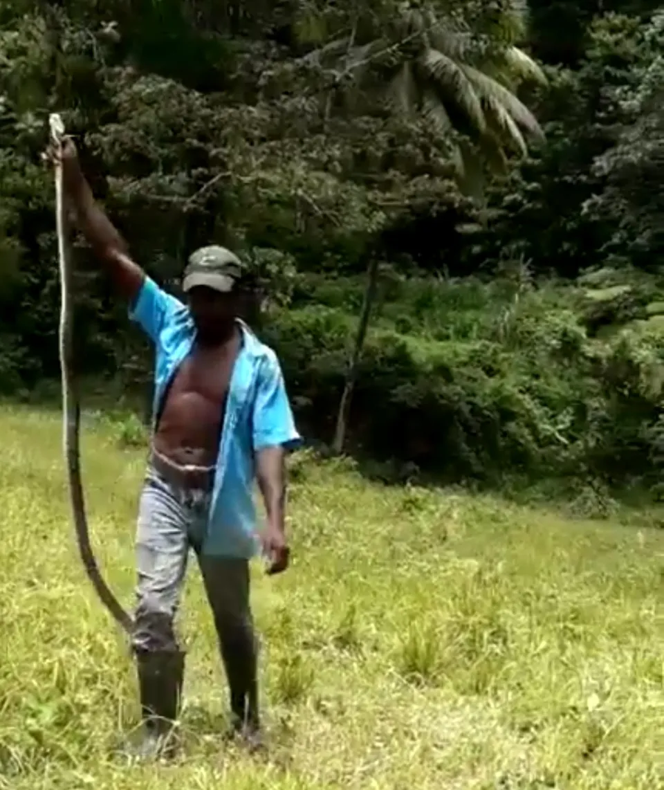 Un serpent de 2 m capturé en Martinique