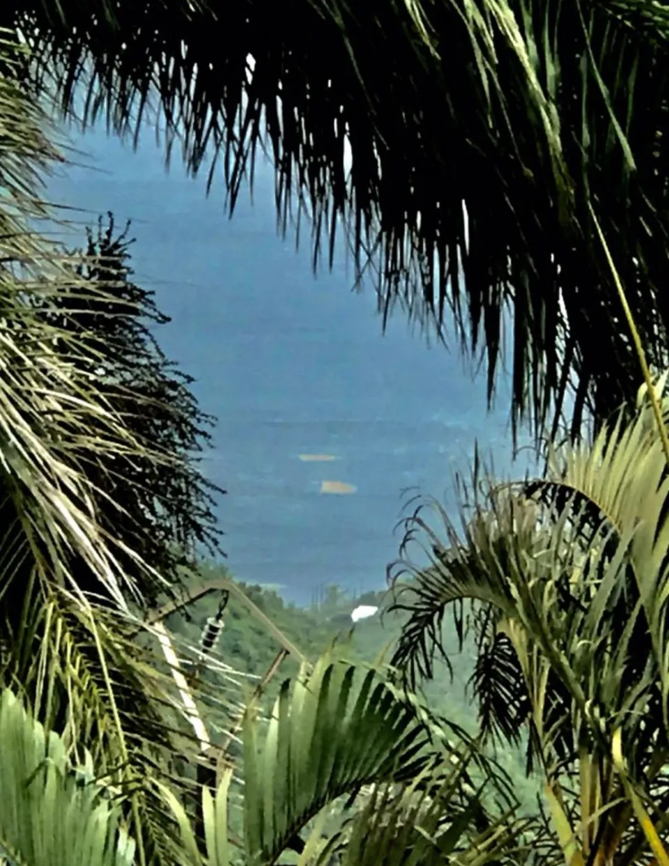 Les algues sargasses arrivent sur la côte caraïbe en Martinique