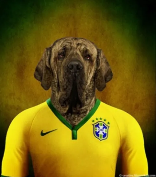 On a retrouvé le chien de Neymar