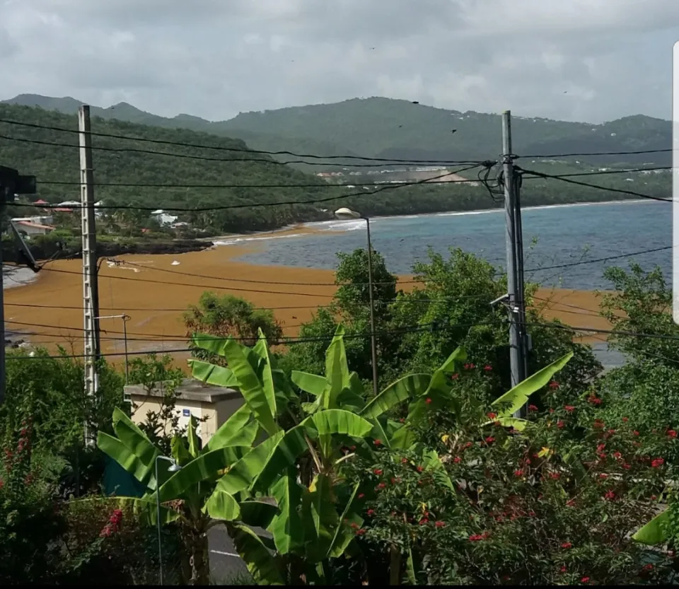 Algues sargasses en Martinique : a never end story