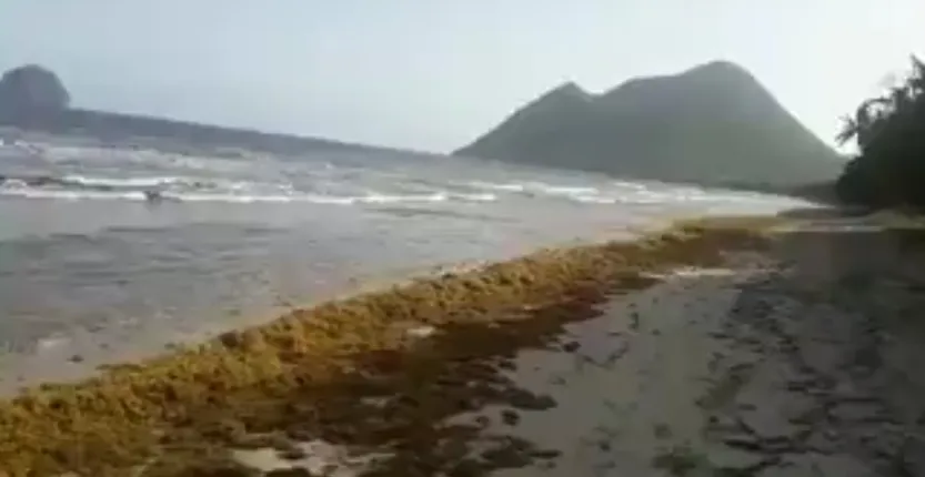 Algues sargasses en Martinique : après les hollidays voilà les Hulot Days du Diamant