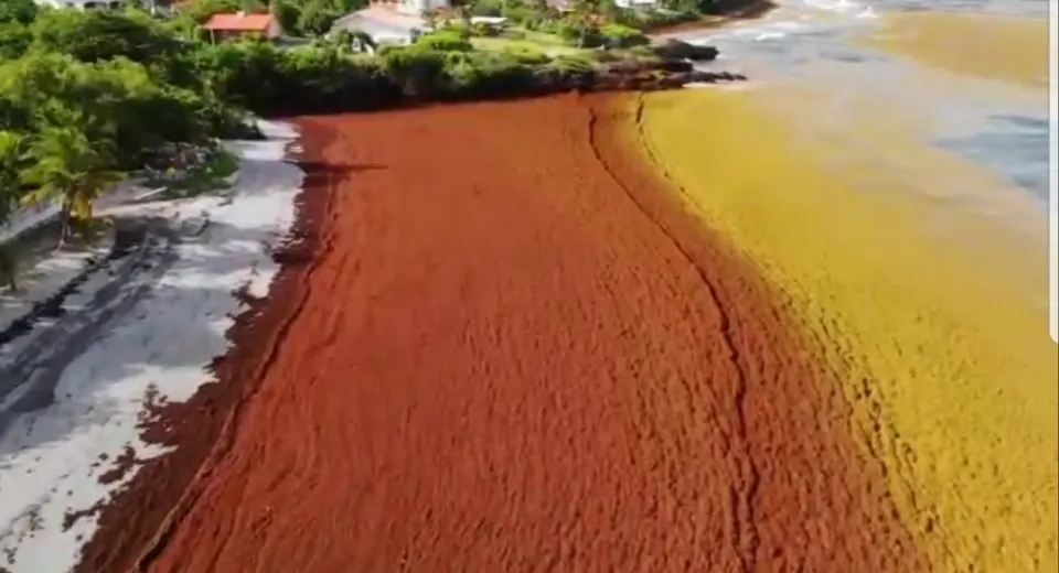 Invasion d'algues sargasses au Diamant en Martinique - 02/07/18