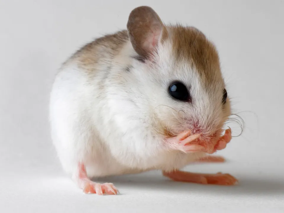 Chlordécone : on est fait comme des rats ! (communiqué officiel)