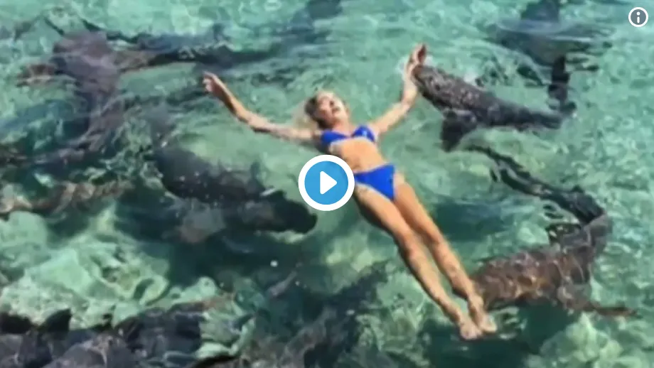 Une "modèle" Instagram mordue par un requin (news inutile du jour en vidéo)