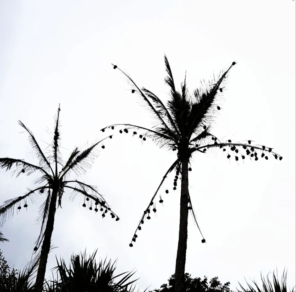 Strange fruit...