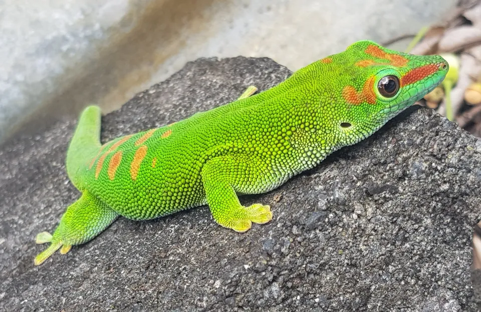 L'image du jour 14/09/18 - île de La Réunion- Gecko