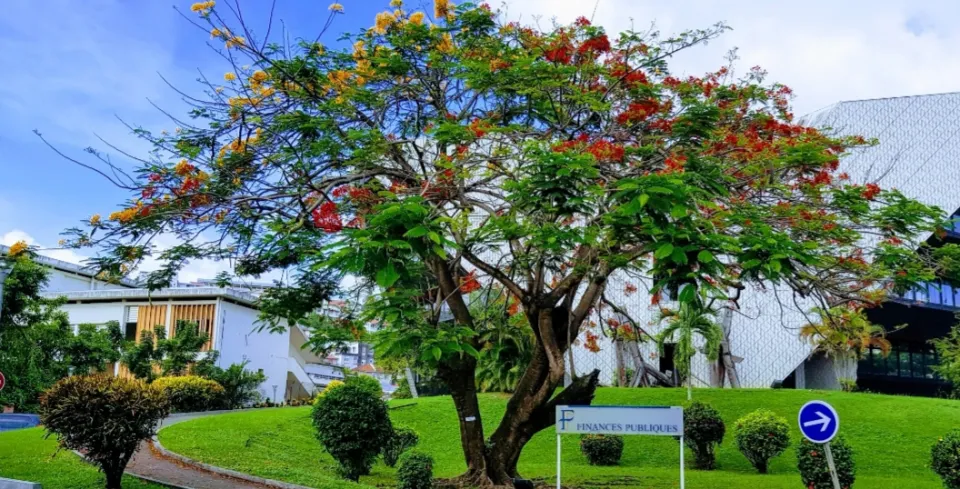 L'image du jour 15/10/18 - Martinique - Flamboyant