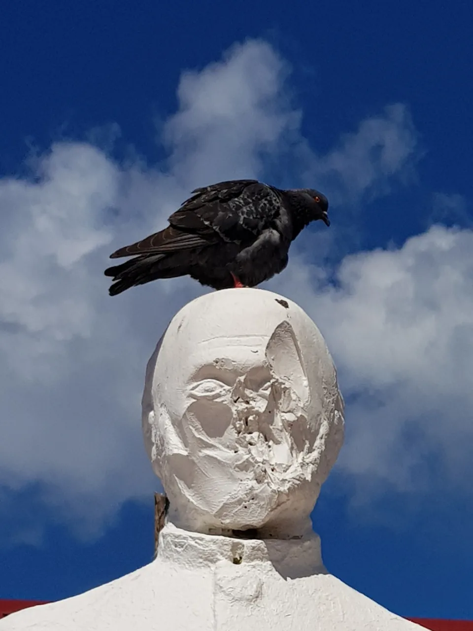 Un pigeon se libère sur la tête de Victor à Schoelcher en Martinique