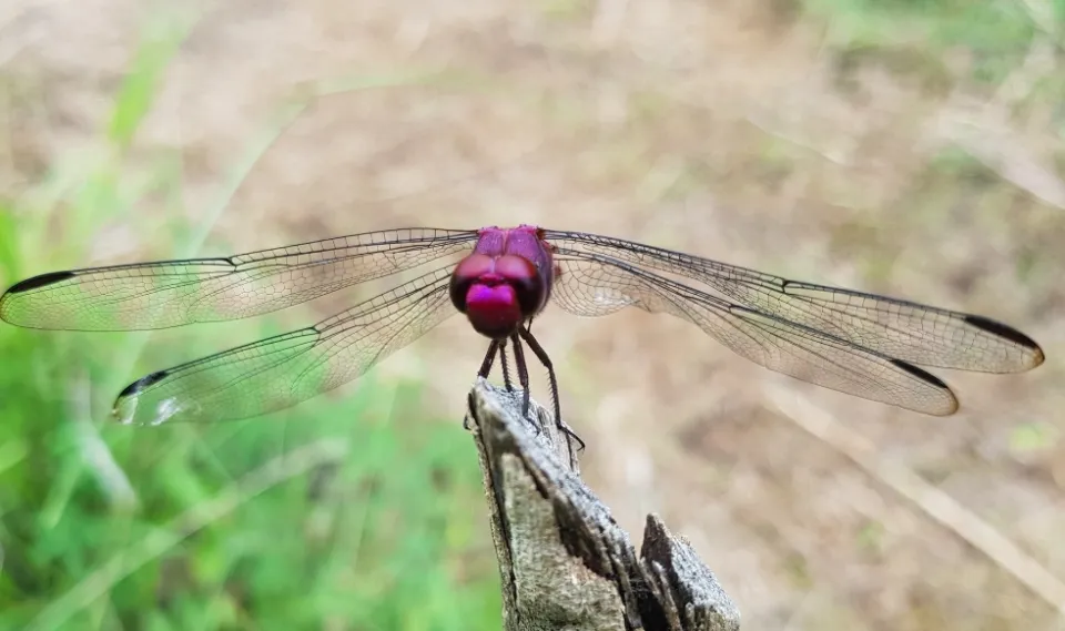 L'image du jour 28/10/18 - Martinique- Nature