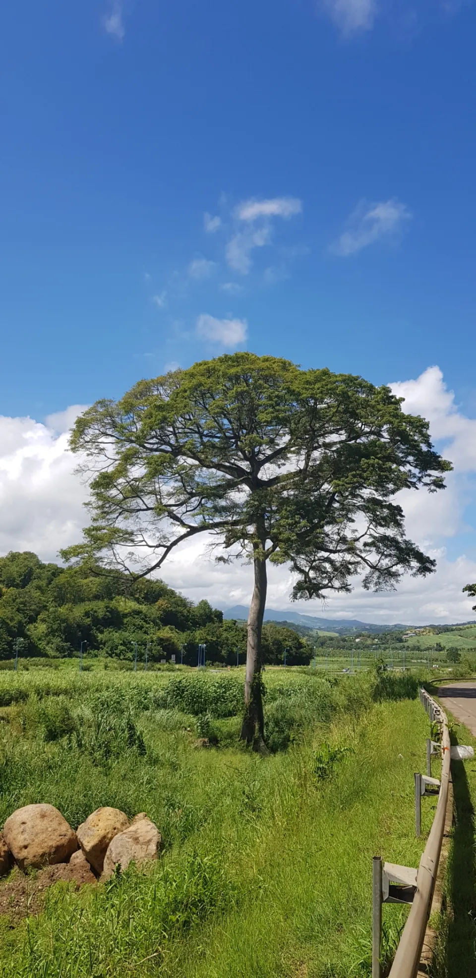 L'image du jour 25/10/18 - Fromager - Martinique
