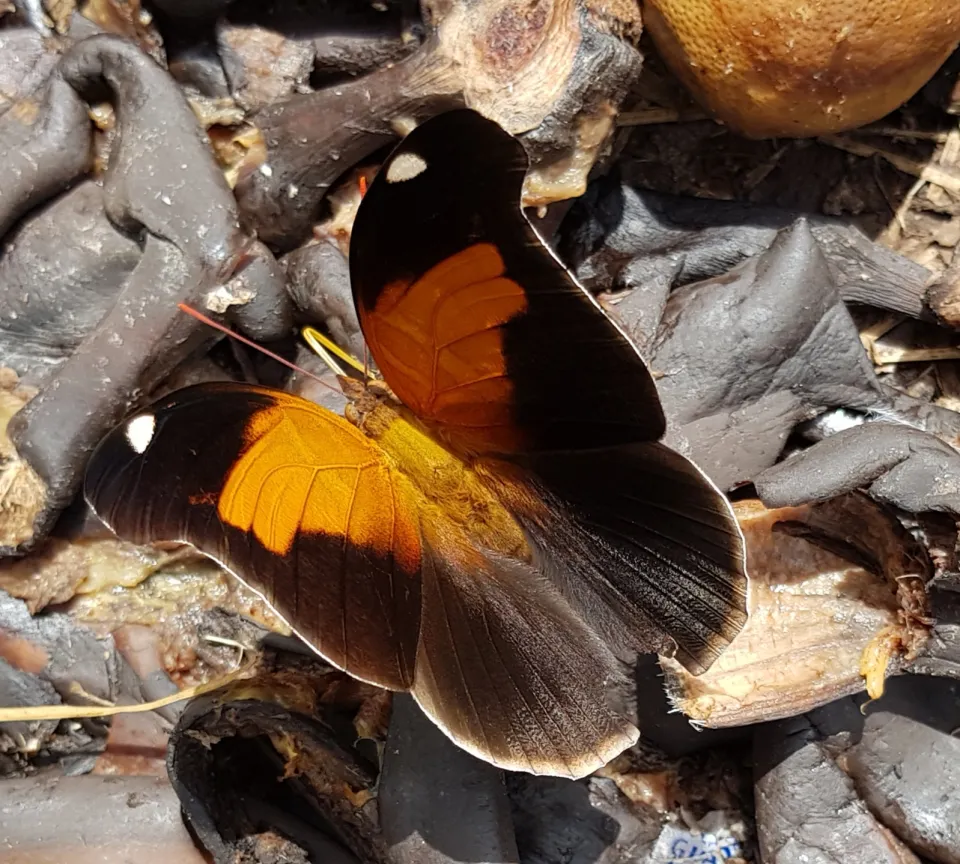 Images de Martinique - Papillon - Prêcheur