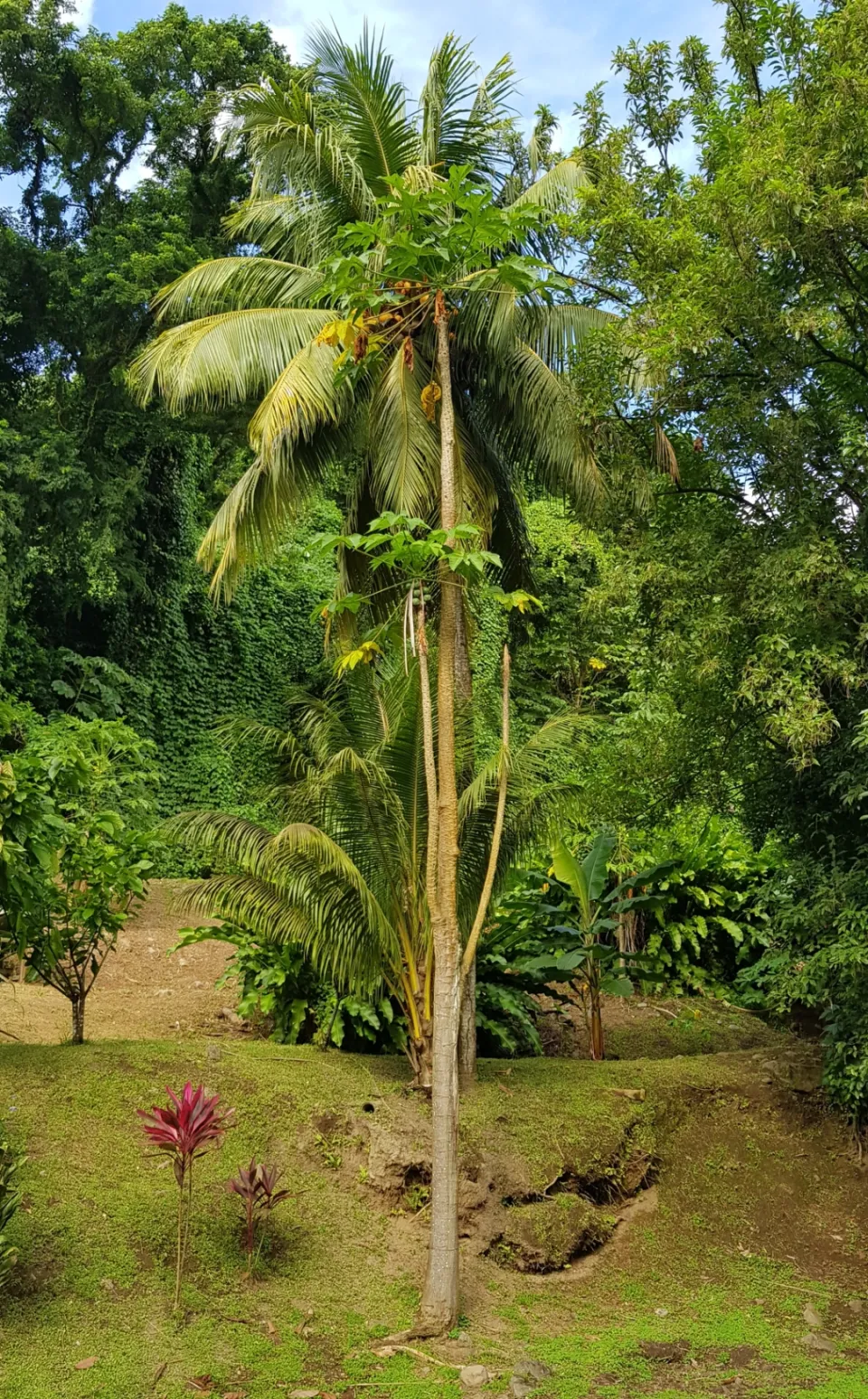 L'image du jour 06/11/18 - Cocotier-Papayer-Martinique