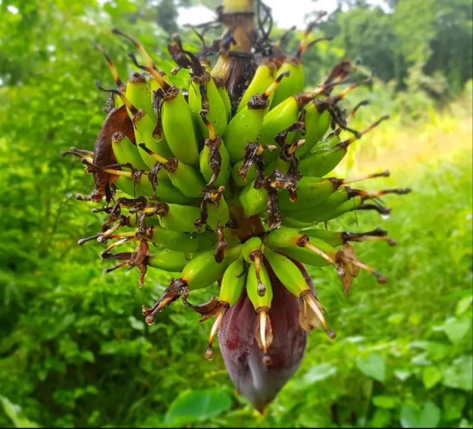 Images du jour 09/11/18 - Régime de bananes-Martinique