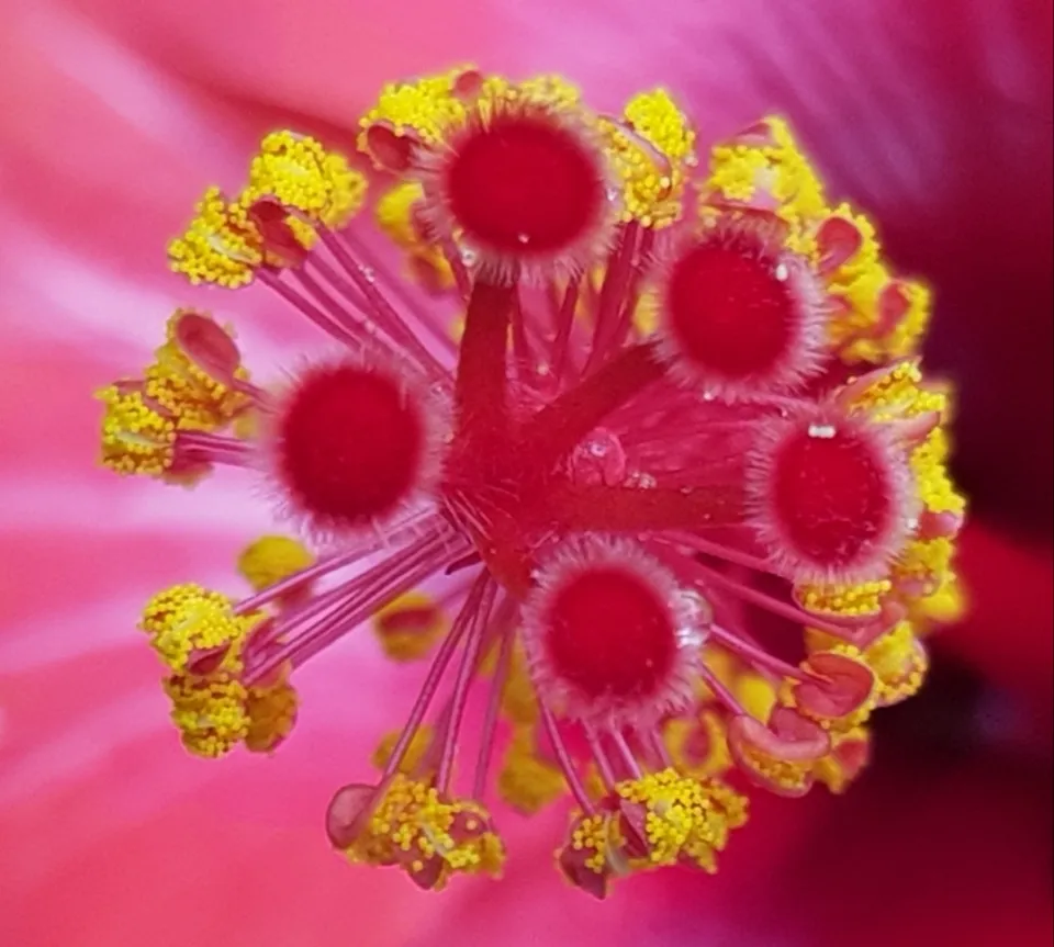 Image du jour 11/11/18 - Martinique-Hibiscus