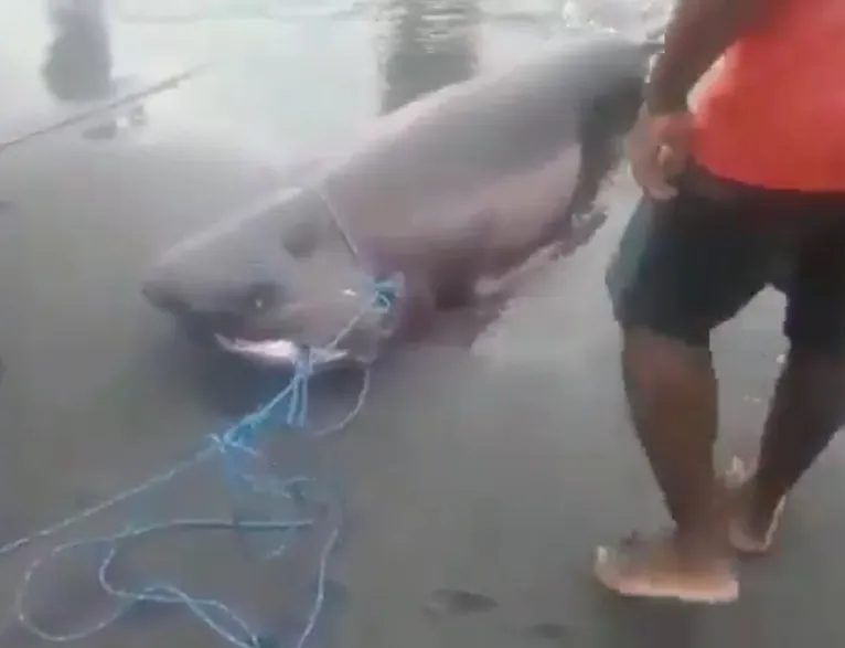 Trois requins pêchés au large du Prêcheur en Martinique