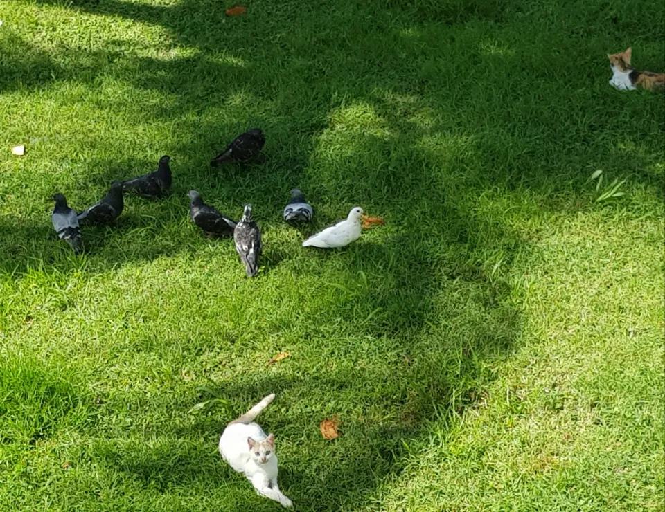 Tranquilles les chats🐈🐈...et les pigeons🕊️🕊️