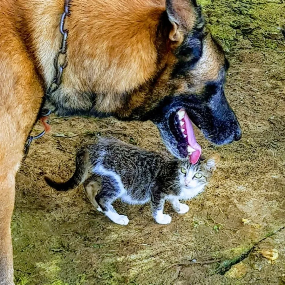 L'image du jour 13/12/18 - Chien...chat