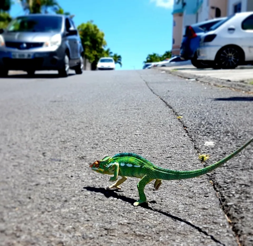 L'image du jour 12/01/19 - île de La Réunion - Endormi
