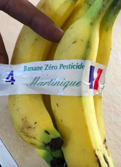 Banane et chlordécone...et pourtant nous ne sommes pas le 1er avril...