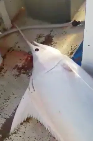 Un marlin albinos pêché en Martinique