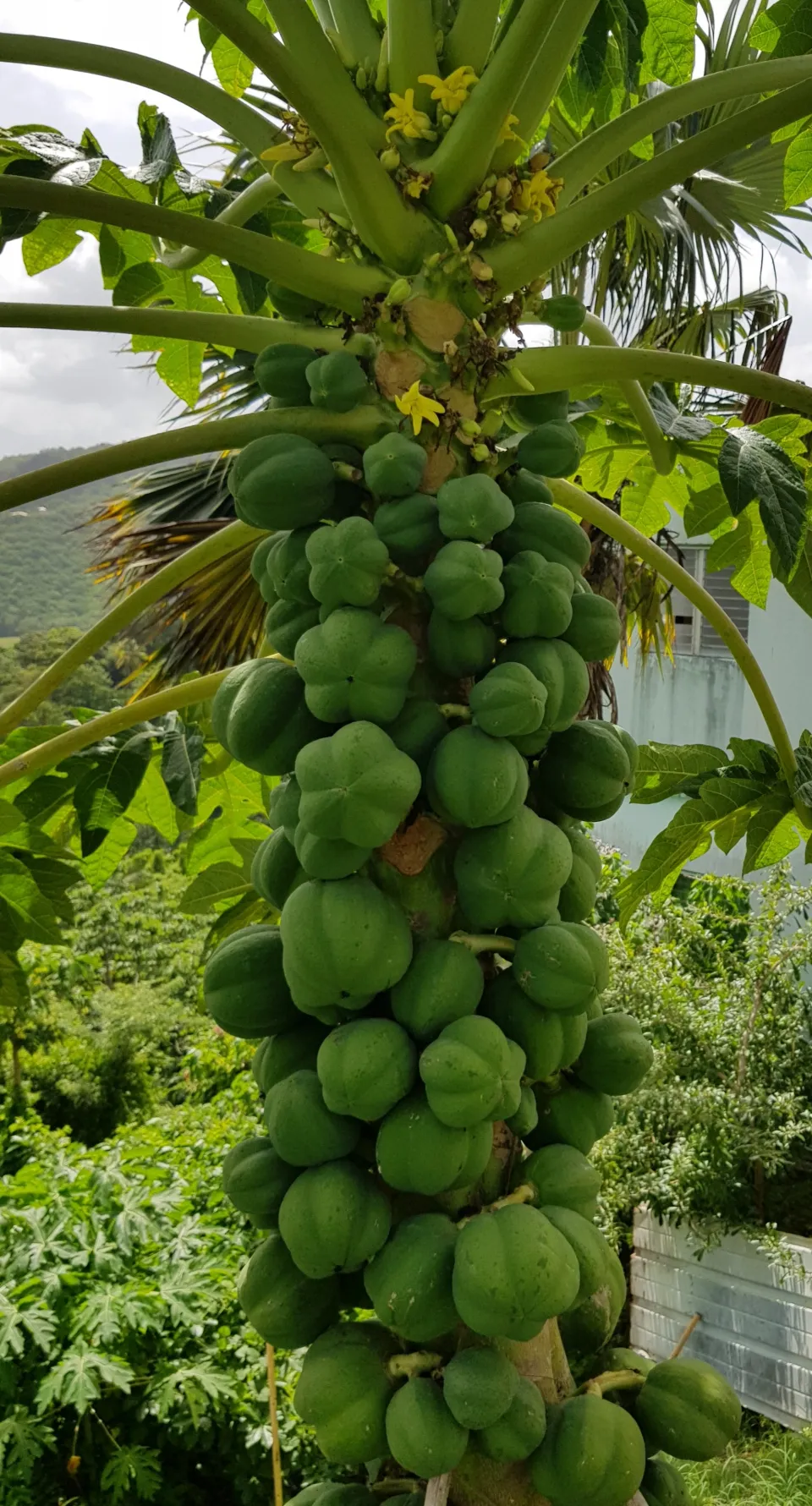 Les images du jour 30/06/19 - Papayer - Martinique