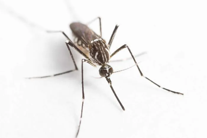 "Le fric, c'est chik"... 24 M$ et bientôt, un vaccin contre le chikungunya !