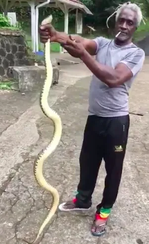 Un homme capture un serpent de plus de 2 m en Martinique