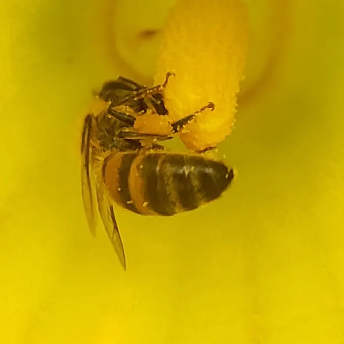 Une fleur de giraumon, deux abeilles, du pollen...à méditer